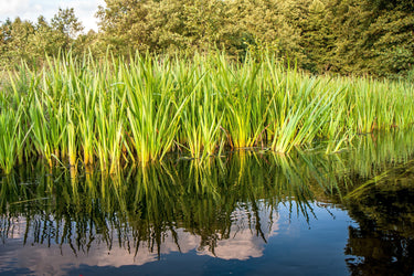 250 SWEET FLAG GRASS Wetland Pond Acorus Calamus Ornamental Seeds